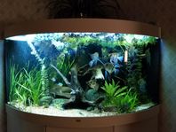 Akvarium - Juwel Trigon 350 liter