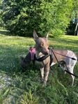 american hairless terrier 