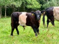 Belted Galloway tjurkalv