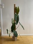 Philodendron Splendid