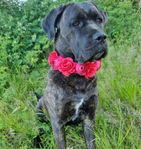 Cane Corso tik skkreg