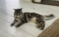 Maine Coon hona 3 år Selma 