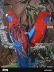 pennant rosella parakit