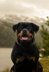 rottweiler valpar