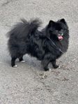 pomeranian 