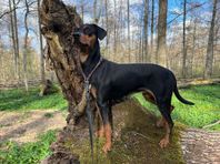 Pinscher valpar