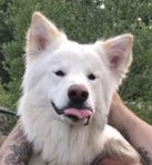 mkt stor samojed / WD hane 2 år