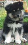 Valpar Finsk Lapphund