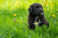 Australian Shepherd valpar med stamtavla