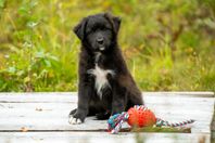 Australian Shepherd valpar med stamtavla