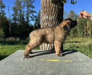 Leonberger tik valp registrerad i skk