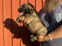 Leonberger tik valp registrerad i skk