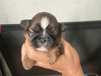 Shih Tzu valpar 