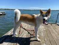 Akita Inu