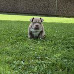 Americanbully Exotic