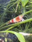 Caridina Crystal Red 