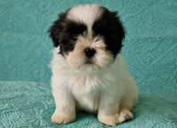 Shih tzu valpar