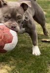 american bully pocket hona 