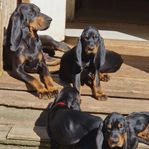 Hundvalpar Black and Tan Coonhound