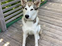 Alaskan Husky