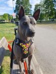 Omplacering, Thai Ridgeback hund