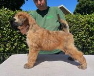 Irish soft coated wheaten terrier