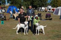 dogo Argentino 