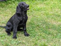 Flatcoated retriever 