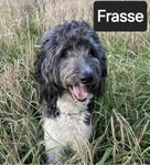 Labradoodle hanar till avel