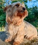 Yorkshire Terrier mix Tik 2,5 år.