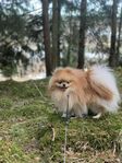 Pomerinen 