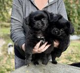 Tibetansk spaniel 