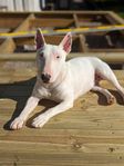 miniatyrbullterrier/ bullterrier/omplacering