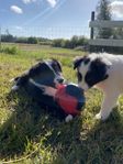 Border Collie valpar Leveransklara 