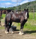 Irish cob valack