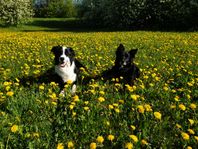 Border collie 