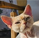 Devon Rex hona