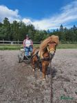 Solbritt, en blivande körponny