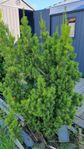 3 st idegranar  140-190cm Taxus Hilli