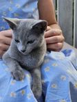 Russian Blue - kattungar till salu - leveransklara! 