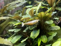 Snow White Caridina räkor 