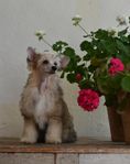 SKK reg Chinese crested dog, powder puff hane