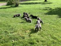 Cane Corso Amstaff/Bully XL valpar