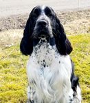 Engelsk Springer Spaniel 