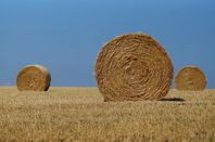 Halm, Ensilage, Hösilage, Hö