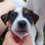 Jack Russell Terrier valp