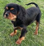 cavalier king charles 