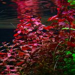 Ludwigia Palustris Super Red - akvarieväxt