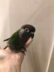 Pärl conure tam