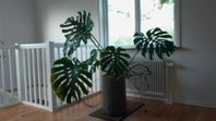 House Plants for Sale